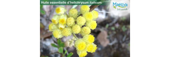 Huile essentielle Helichrysum italicum