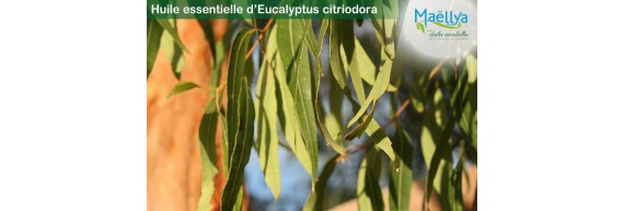 Huile essentielle d’Eucalyptus citronné