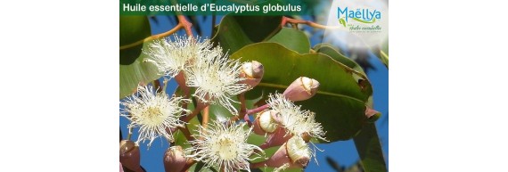 Huile Essentielle d’Eucalyptus globuleux