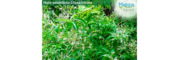 Huile essentielle de Litsea Citrata