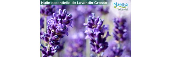 Huile essentielle de Lavandin Grosso