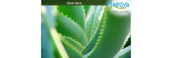 Les bienfaits de l'Aloe Vera